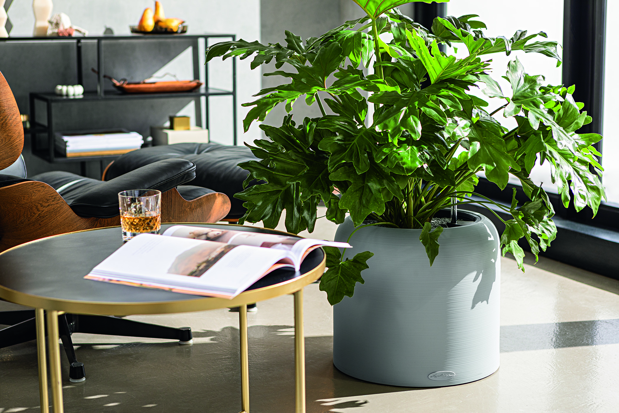 Plants to Divide Living Spaces